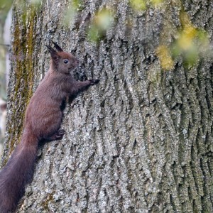 Wildlife